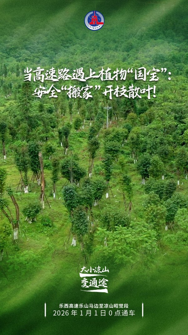 炒股配资平台官方网 当高速路遇上植物“国宝”：安全“搬家”开枝散叶！